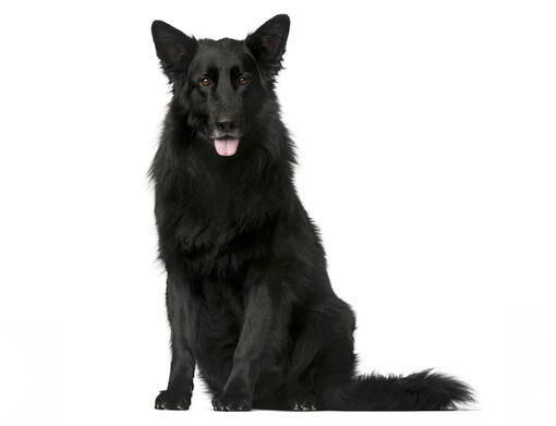 Tervueren groenendael sales